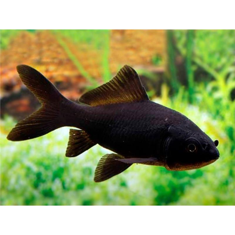 Carassius auratus  black comet - imagine 3